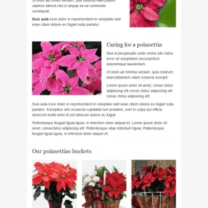 31220-stripo-gifts-flowers-trigger-newsletter-email-digest-pretty-plants-email-web-mw-1000-webp-9